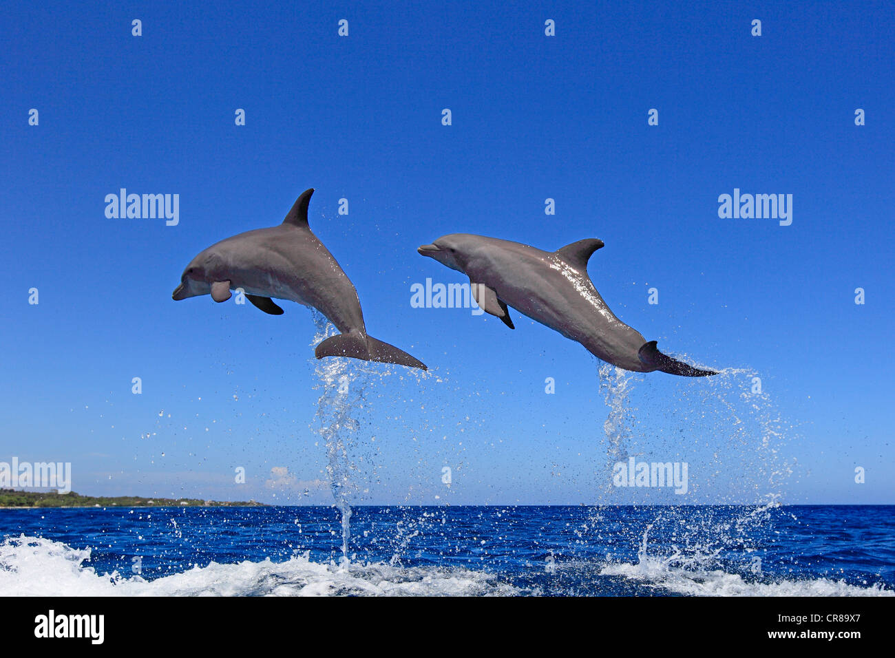 Dos delfines nariz de botella (Tursiops truncatus), adulto, saltando fuera del mar, Roatán, Honduras, El Caribe, América Central Foto de stock