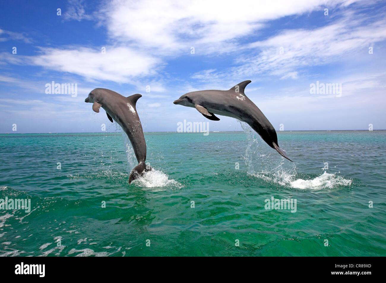 Dos delfines nariz de botella (Tursiops truncatus), adulto, saltando fuera del mar, Roatán, Honduras, El Caribe, América Central Foto de stock
