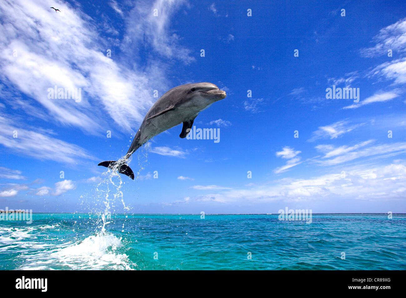 El delfín mular (Tursiops truncatus), adulto, saltando fuera del mar, Roatán, Honduras, El Caribe, América Central Foto de stock