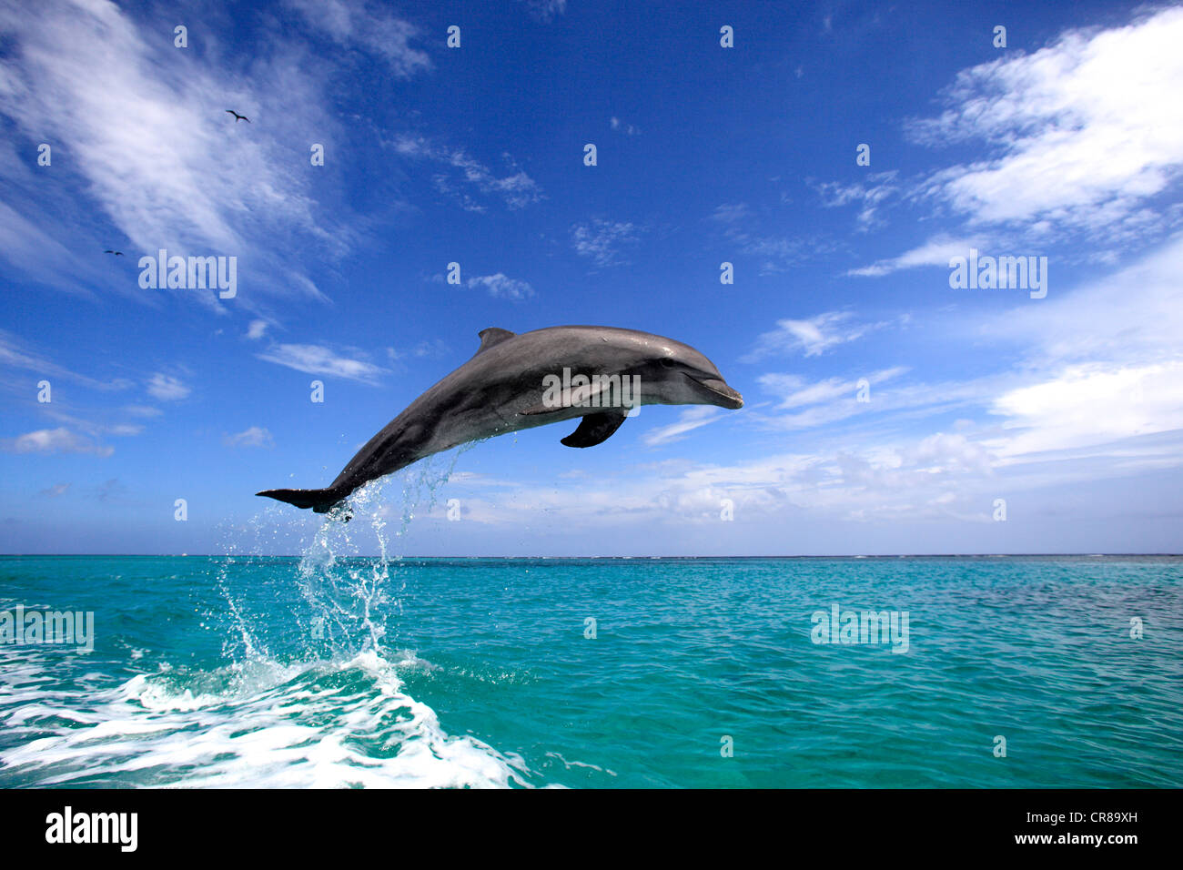 El delfín mular (Tursiops truncatus), adulto, saltando fuera del mar, Roatán, Honduras, El Caribe, América Central Foto de stock