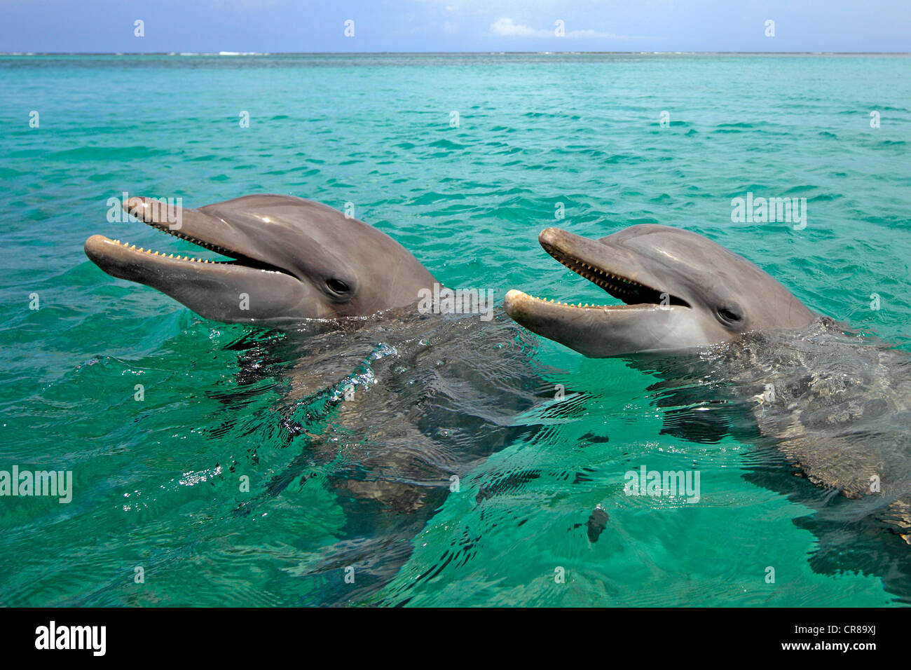 Dos delfines nariz de botella (Tursiops truncatus), adultos, natación, Roatán, Honduras, El Caribe, América Central, América Latina Foto de stock