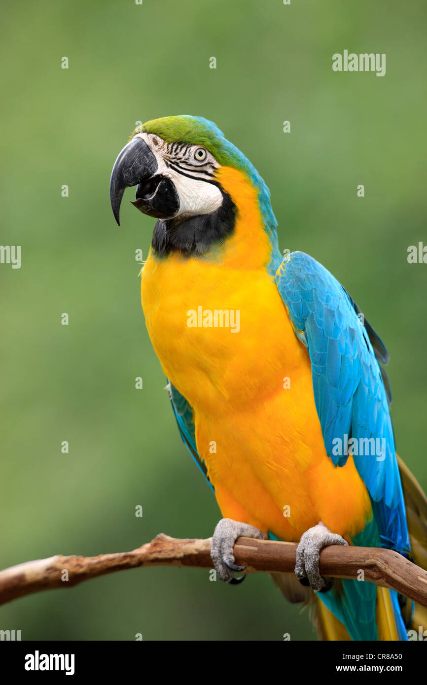 Azul y Amarillo guacamayo (Ara ararauna), adulto, encaramado, llamando, Sudamérica Foto de stock