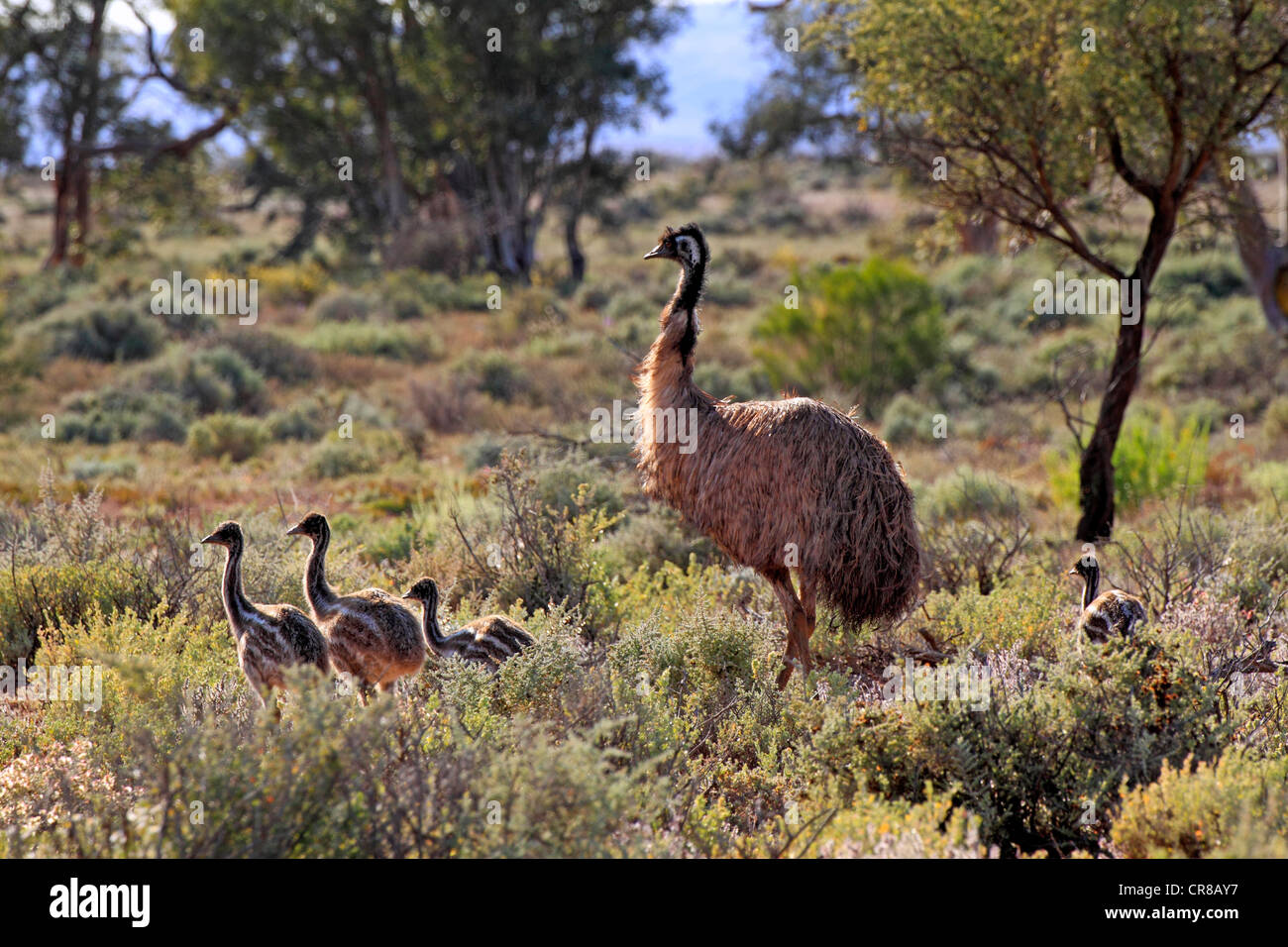 Male Emu Fotos e Imágenes de stock - Alamy