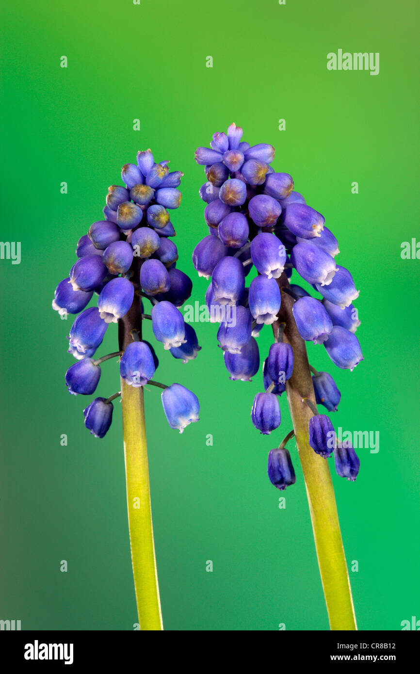 Jacinto de la uva (Muscari latifolium), flor Foto de stock