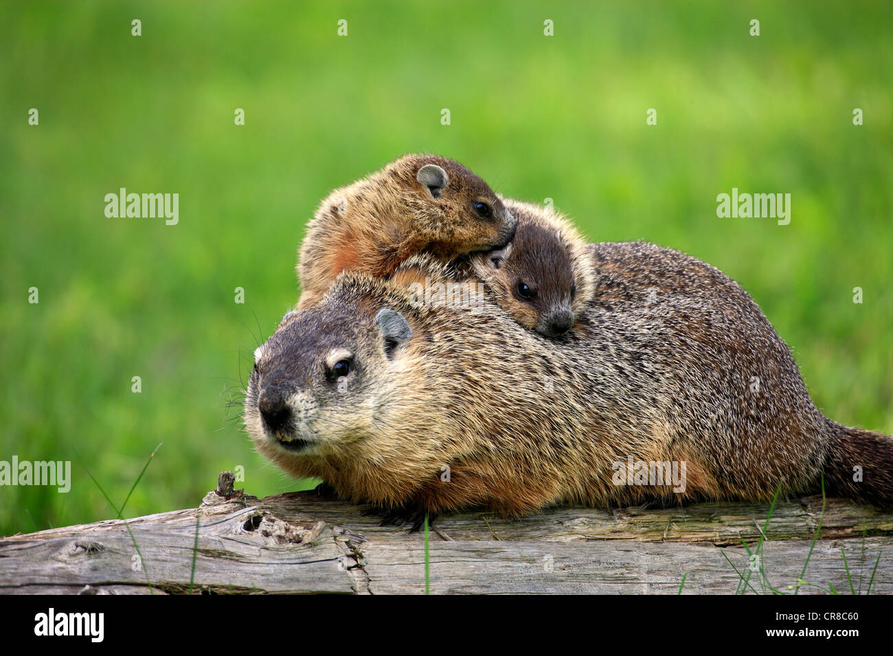 La marmota (Marmota monax, Woodchuck), madre de los jóvenes, el comportamiento social, Minnesota, EE.UU. Foto de stock