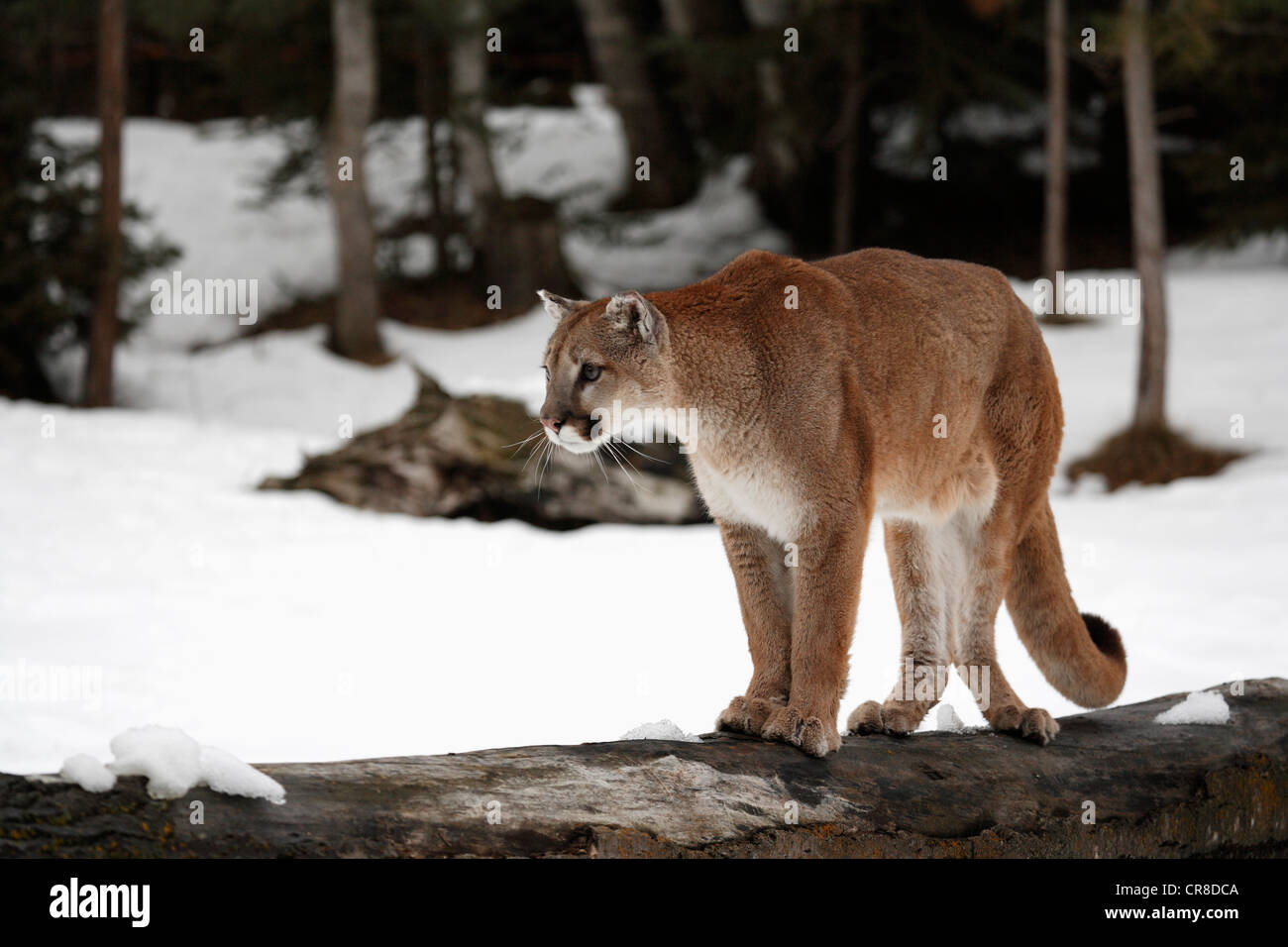 Puma o puma (Puma concolor, Felis concolor), adulto, buscando alimento en  la nieve, Montana, EE.UU Fotografía de stock - Alamy