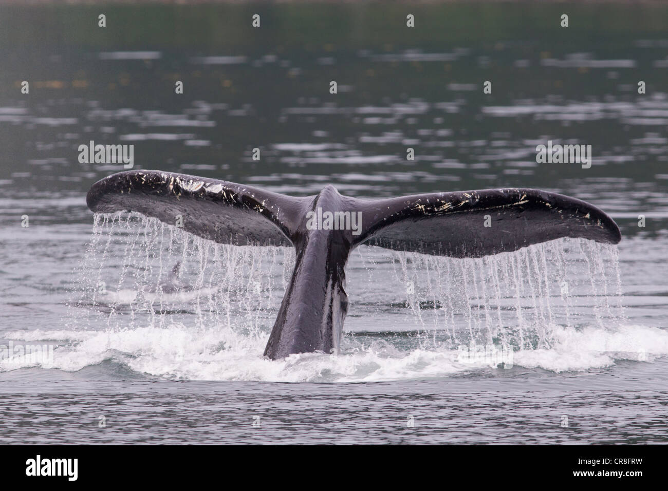 Cola de ballena jorobada. Foto de stock