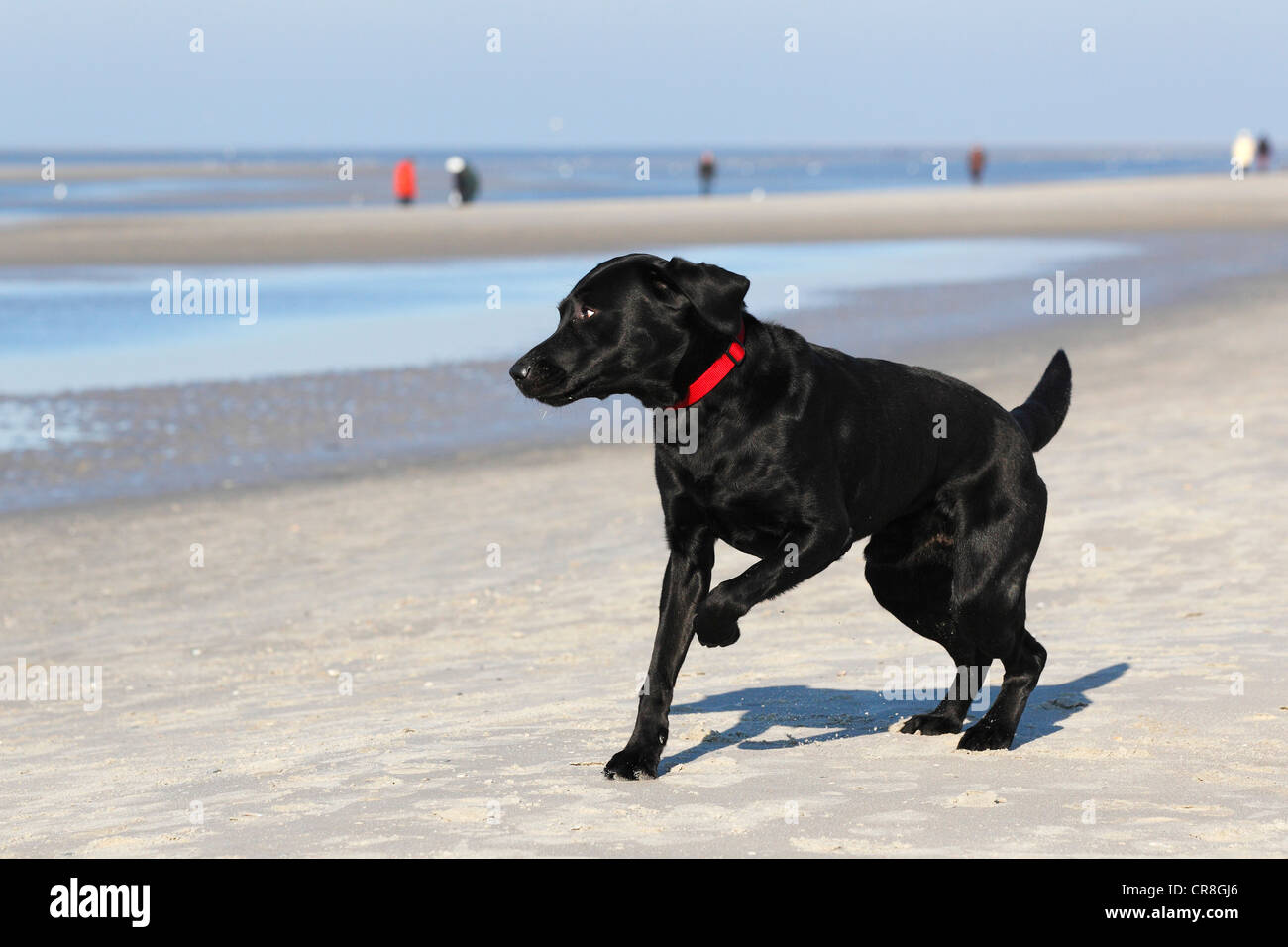 Labrador Retriever negro (Canis lupus familiaris), macho perro perro en la playa Foto de stock
