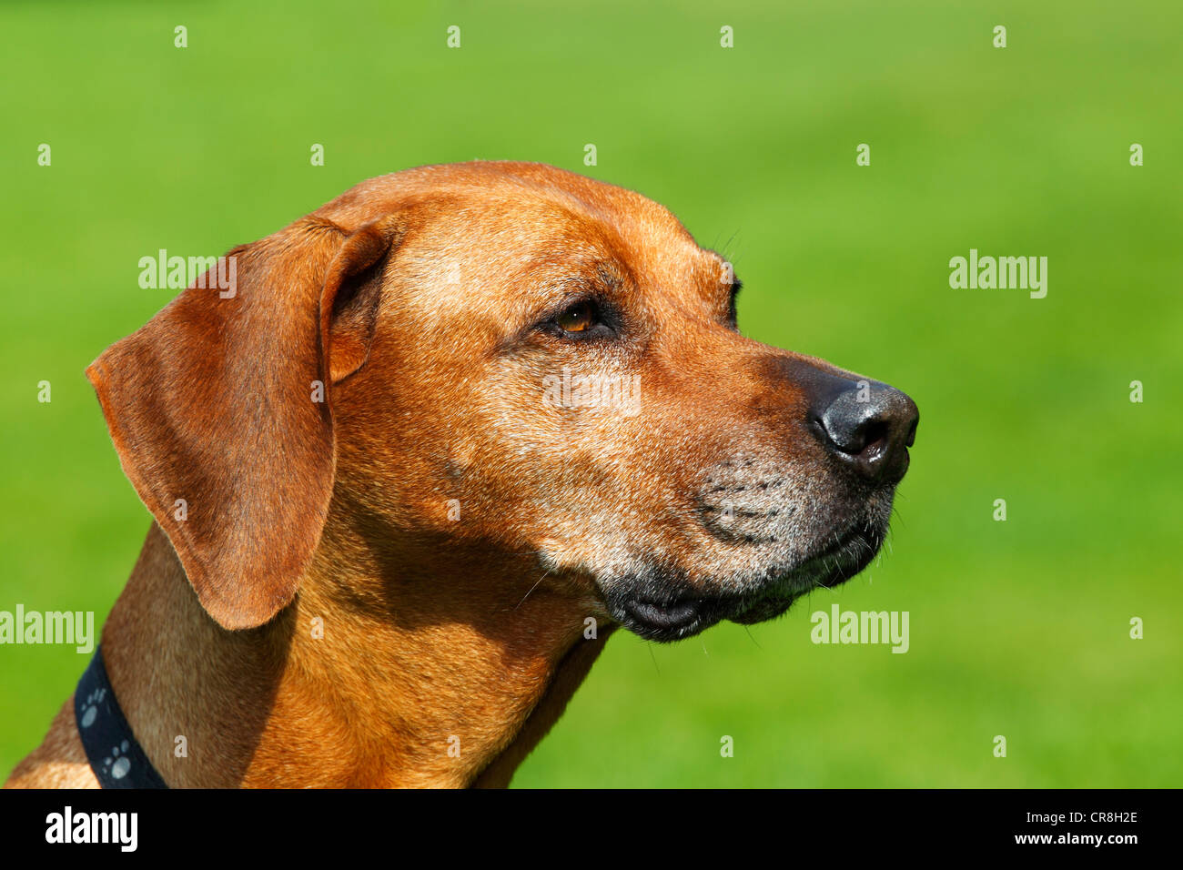 Ridgeback de Rhodesia, hembra del perro (Canis lupus familiaris), Retrato Foto de stock