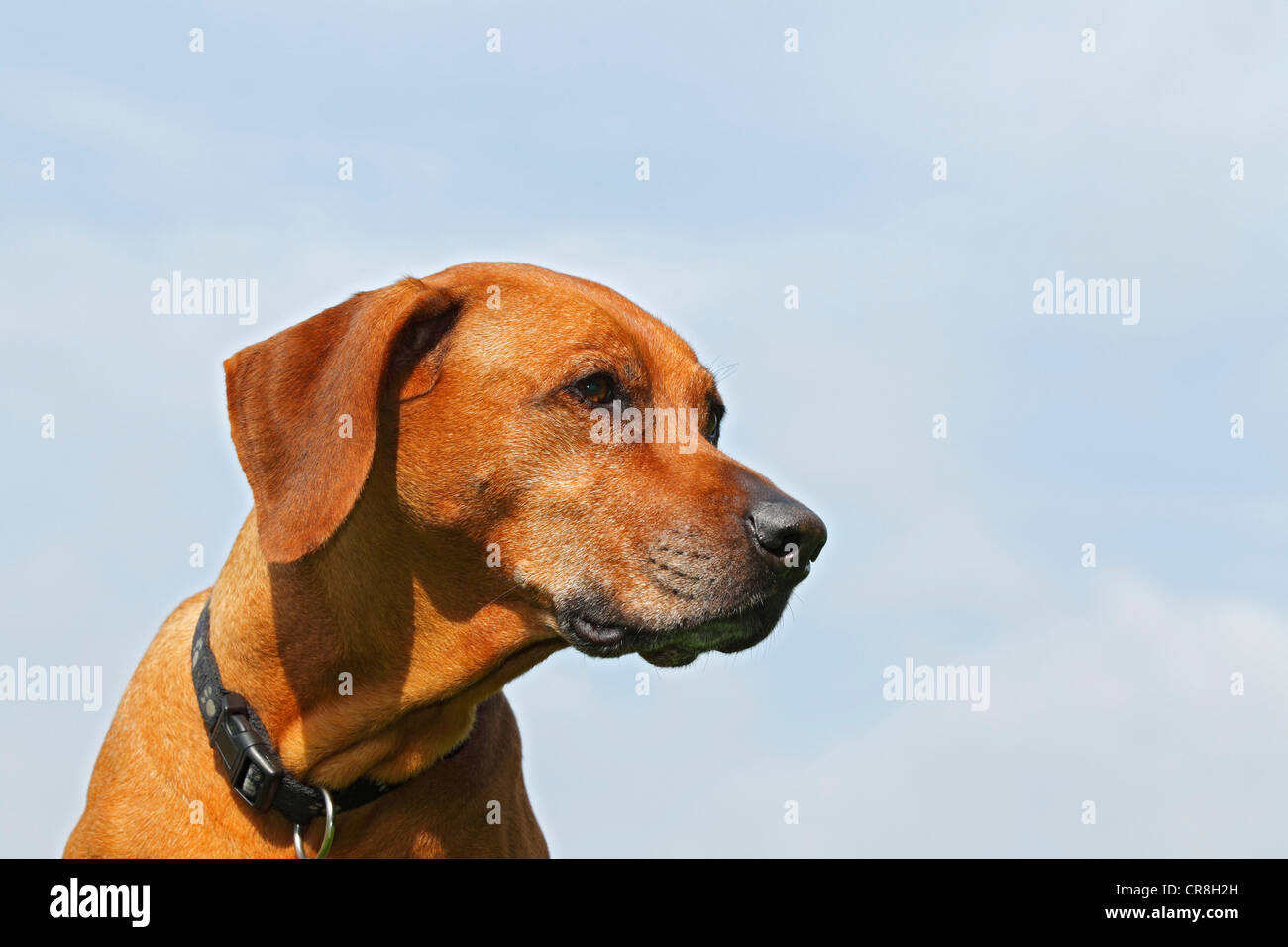Ridgeback de Rhodesia, hembra del perro (Canis lupus familiaris), Retrato Foto de stock