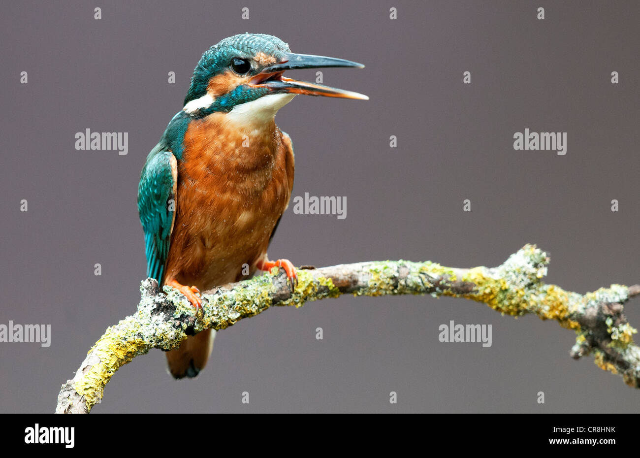 Kingfisher femenino sentado en un palo mirando a la derecha llamando Foto de stock