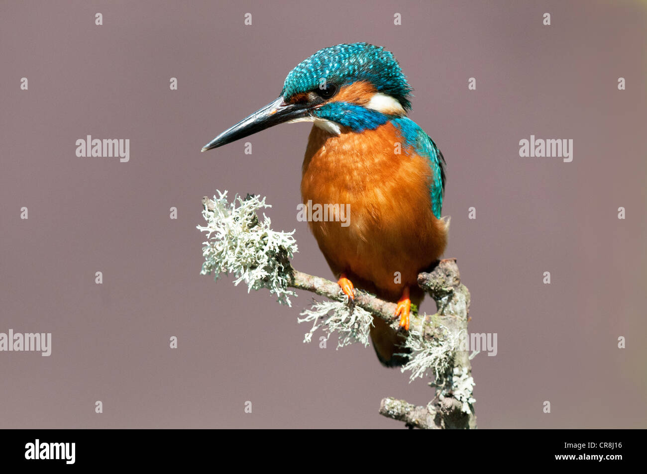 Kingfisher masculinos sentados en un palo mirando izquierda Foto de stock