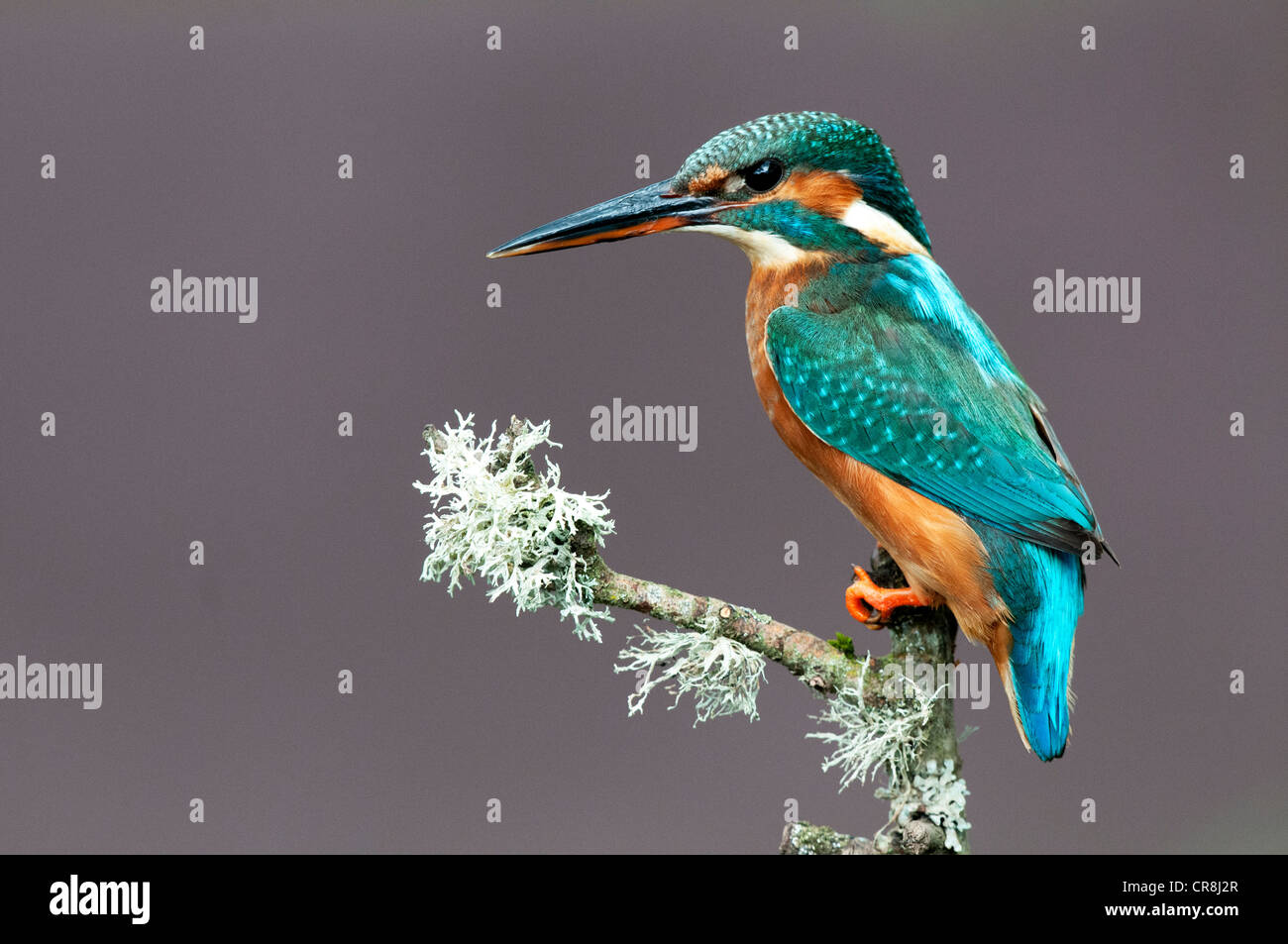 Kingfisher femenino sentado en un palo mirando izquierda Foto de stock