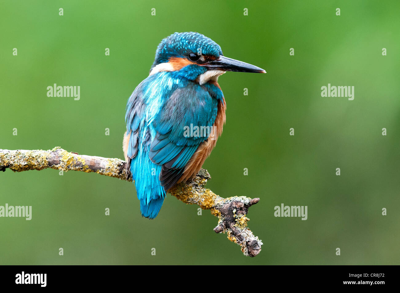 Kingfisher masculinos sentados en un palo mirando a la derecha Foto de stock