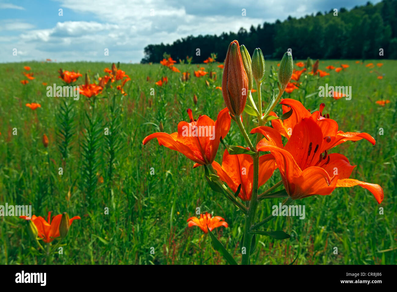 Tipos de lirios fotografías e imágenes de alta resolución - Alamy