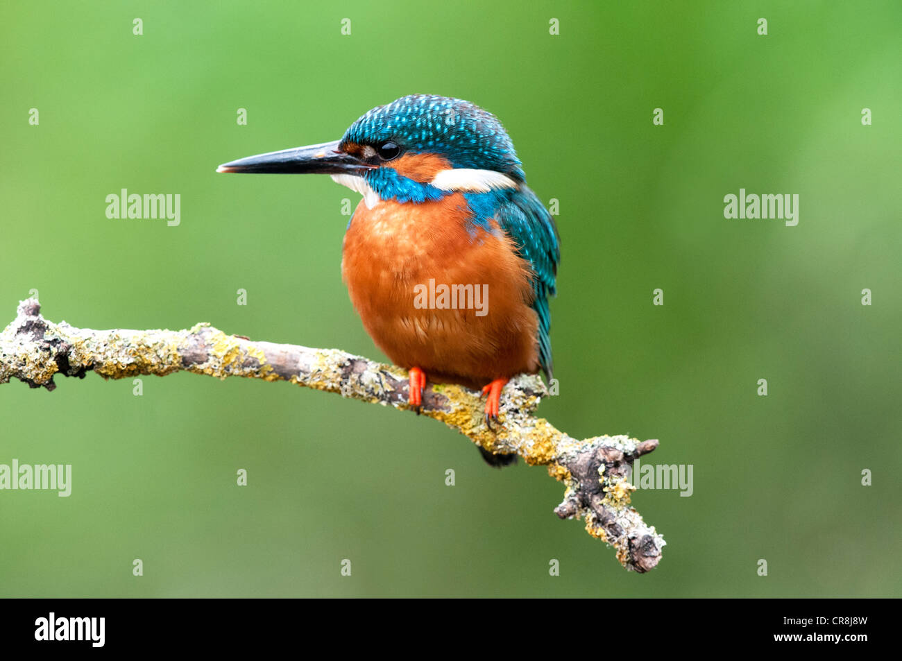 Kingfisher masculinos sentados en un palo mirando izquierda Foto de stock