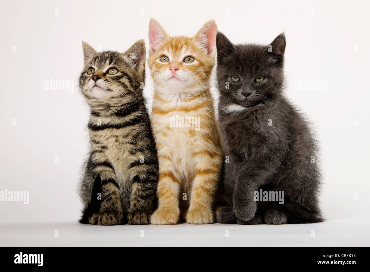 Tres gatitos al lado Foto de stock