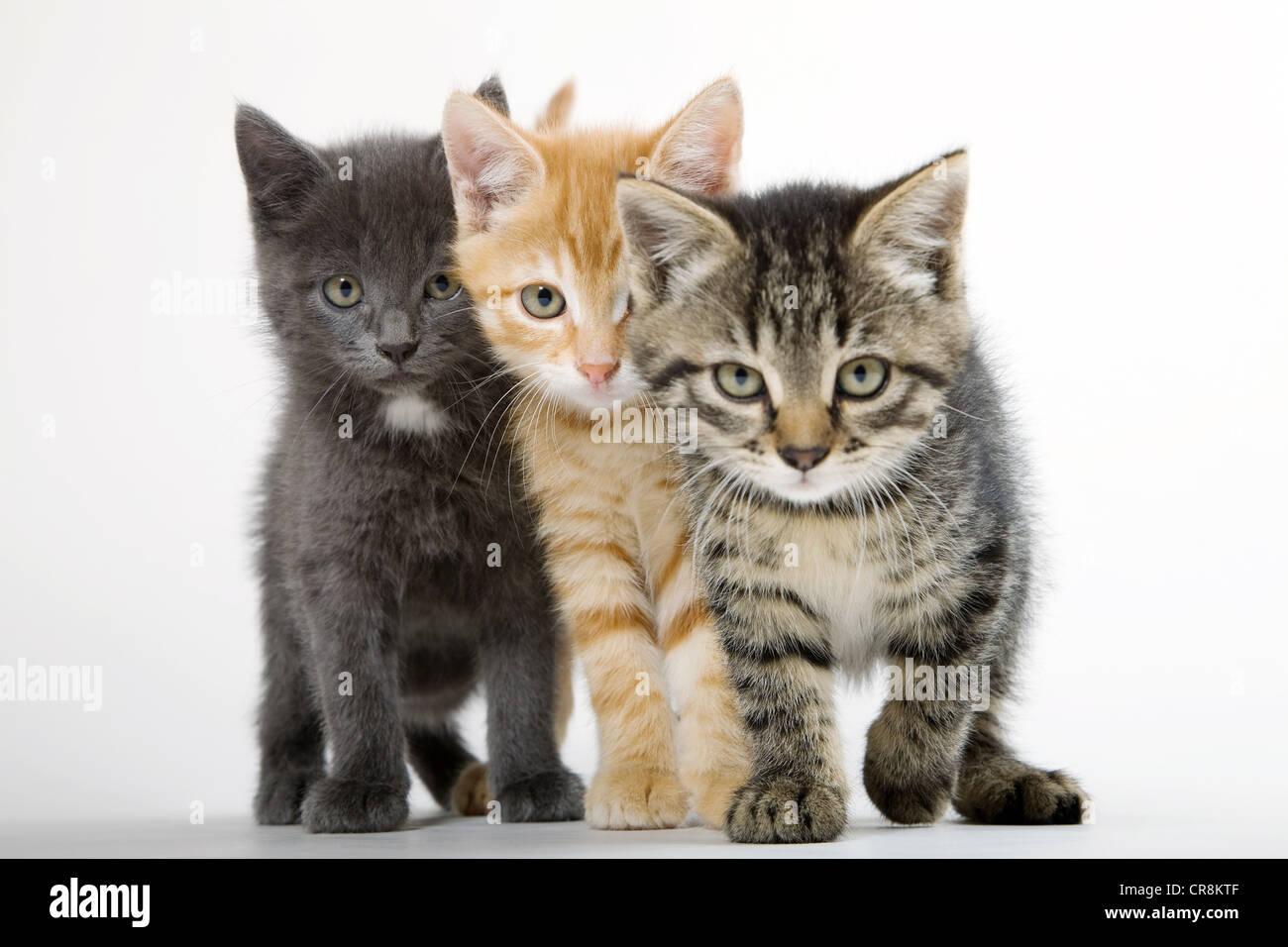 Tres gatitos al lado Foto de stock