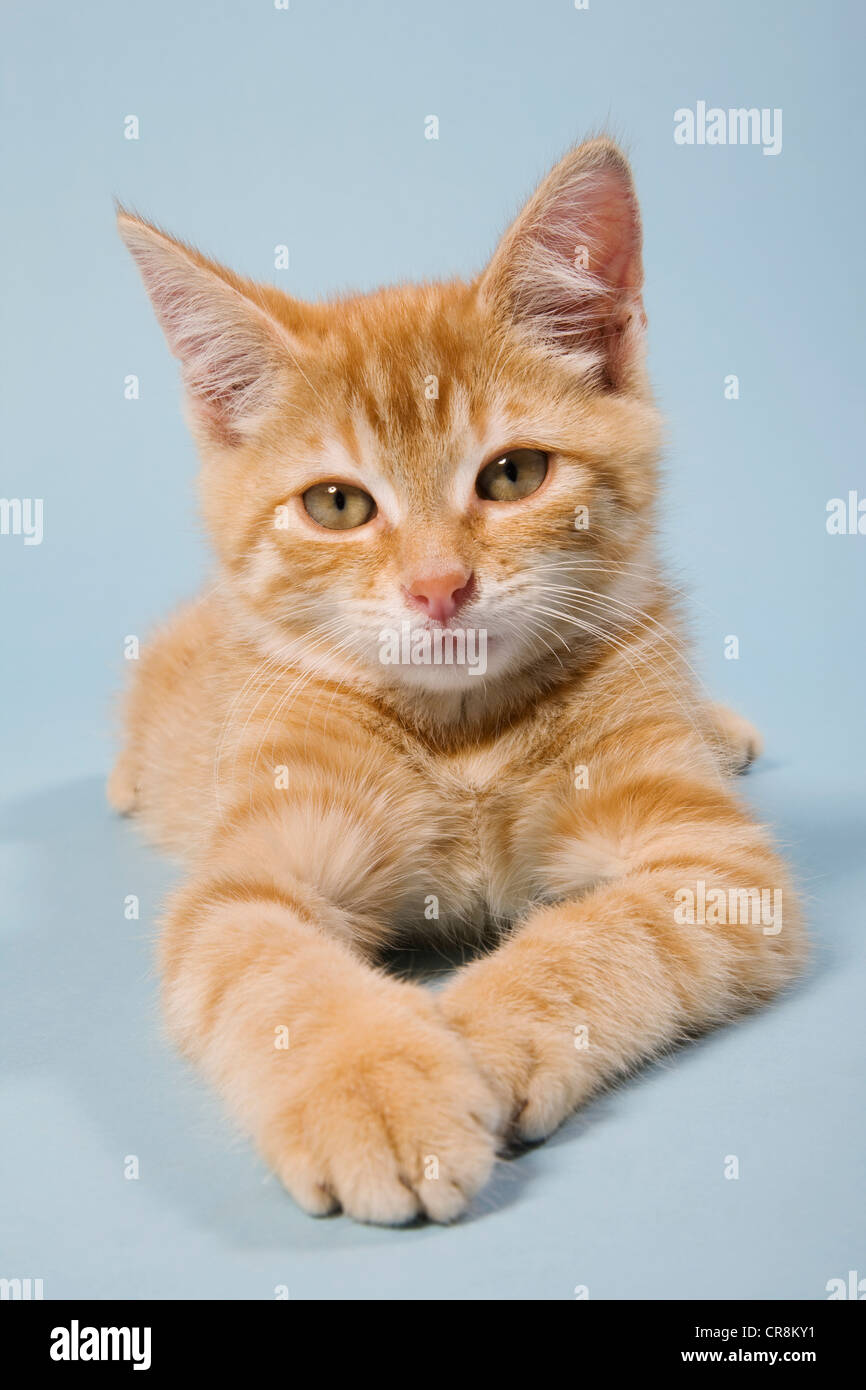 Ginger cat mirando a la cámara Foto de stock