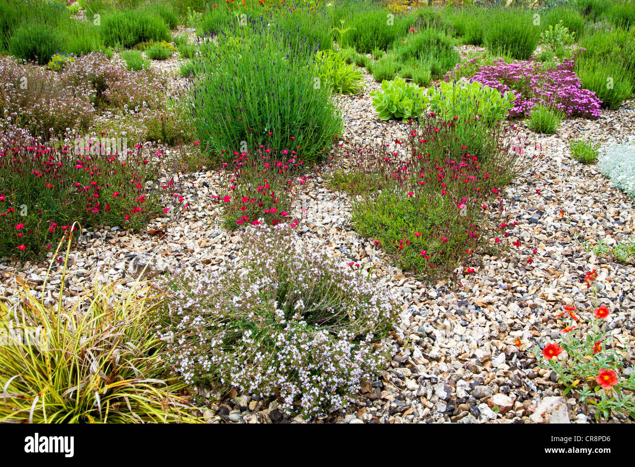 Jardín de grava con plantas tolerantes a la sequía, la Lavanda (Lavendula 'Hidcote') y dianthus (Dianthus deltoides 'Intermitentes') Foto de stock