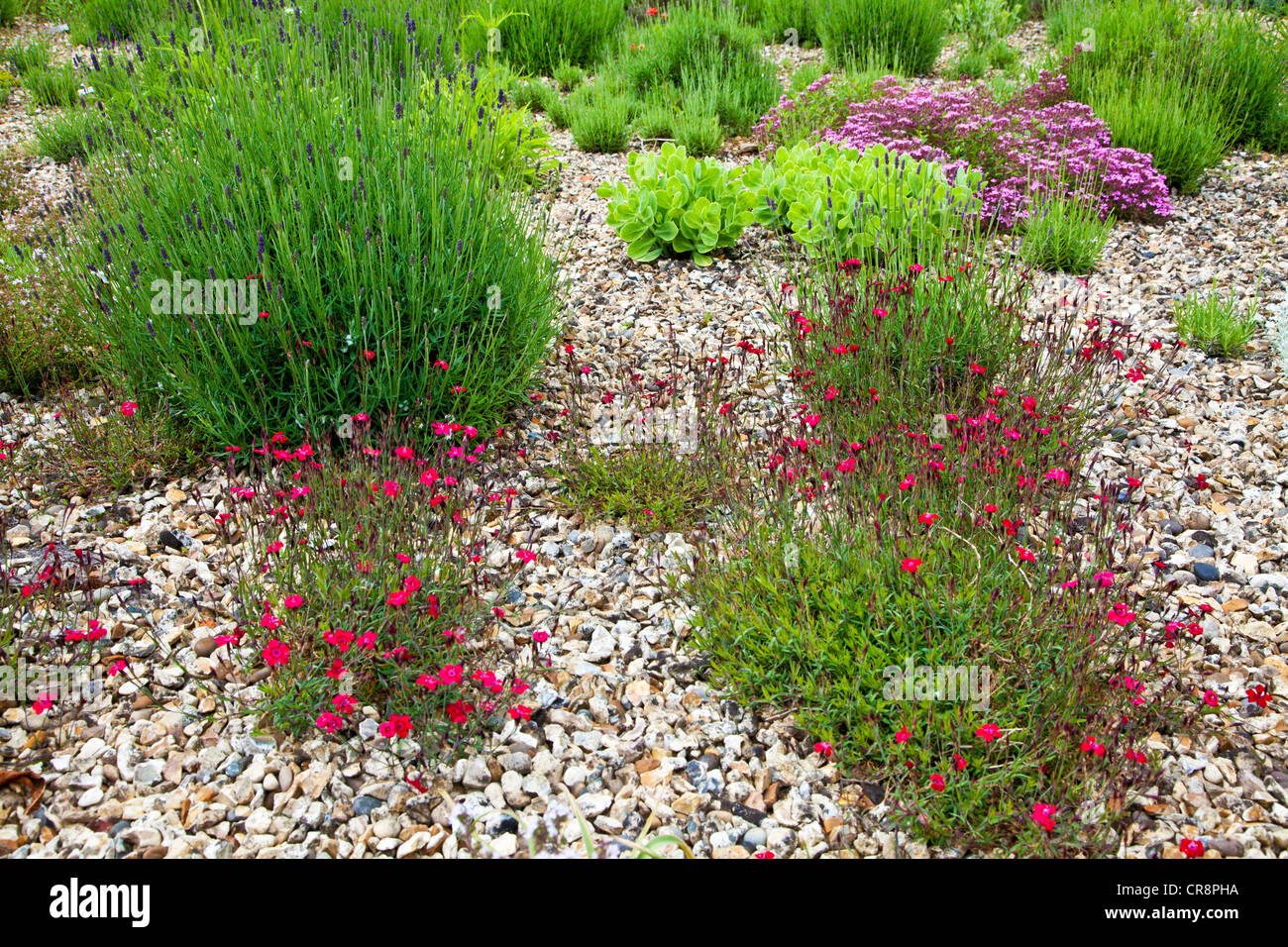 Jardín de grava con plantas tolerantes a la sequía de la Lavanda (Lavendula 'Hidcote') y dianthus (Dianthus deltoides 'Intermitentes') Foto de stock