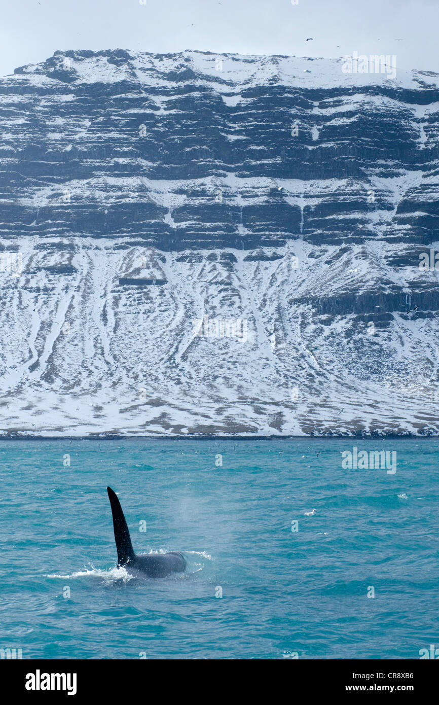 Un macho de orca (Orcinus orca) en la costa oeste, Grundarfjoerður, Snaefellsnes, Islandia, Europa Foto de stock