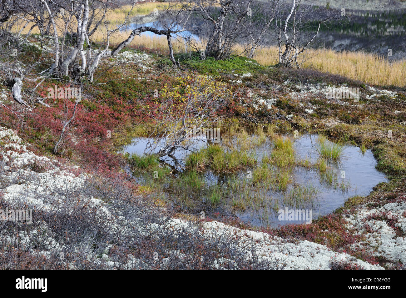 Orificio de agua en fjell paisaje en el Parque Nacional Rondane, Noruega, Europa Foto de stock