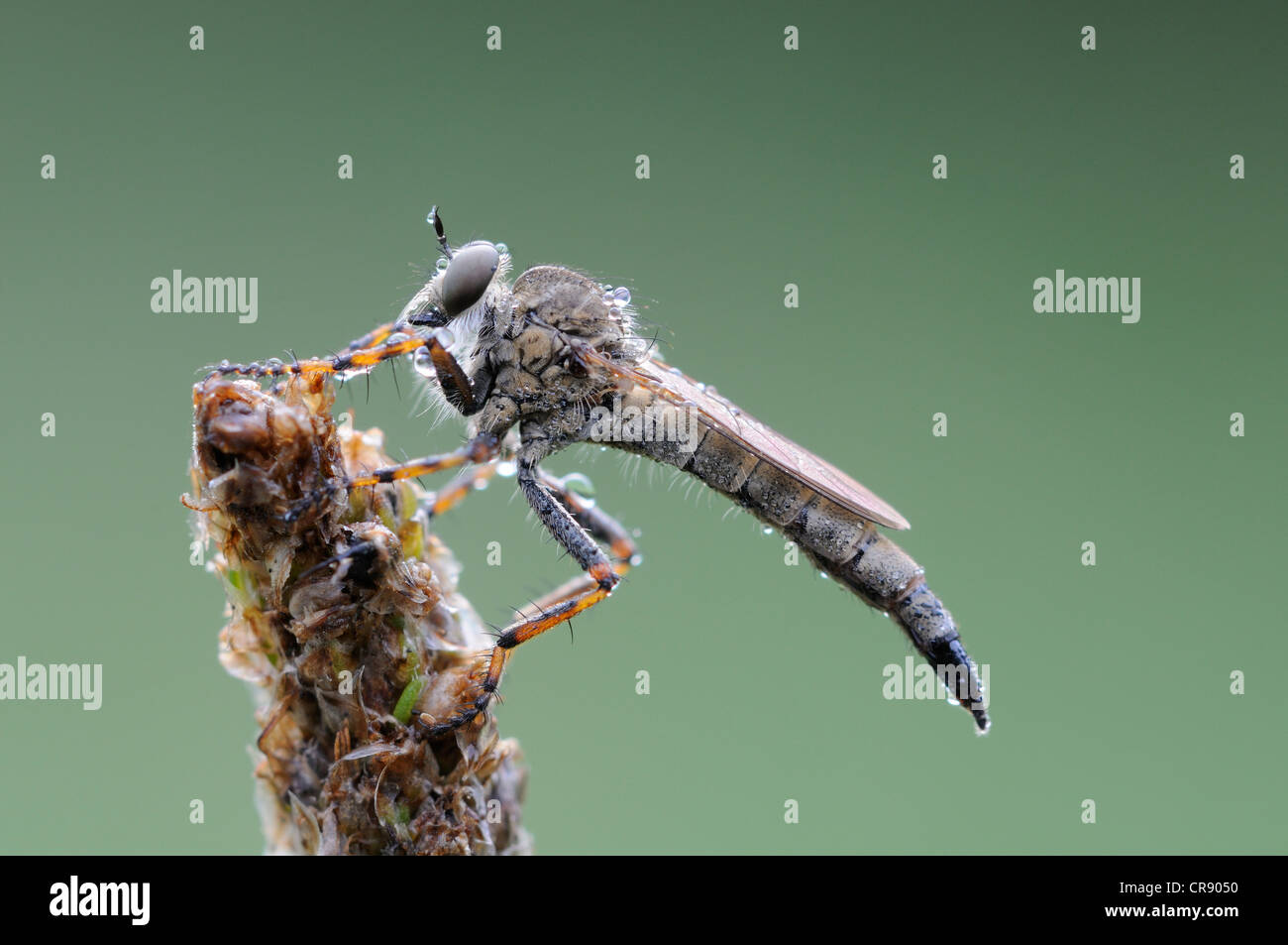 Ladrón de volar (Asilidae), Reserva de la Biosfera del Elba Medio, región central de Elba, en el Estado federado de Sajonia-Anhalt, Alemania, Europa Foto de stock
