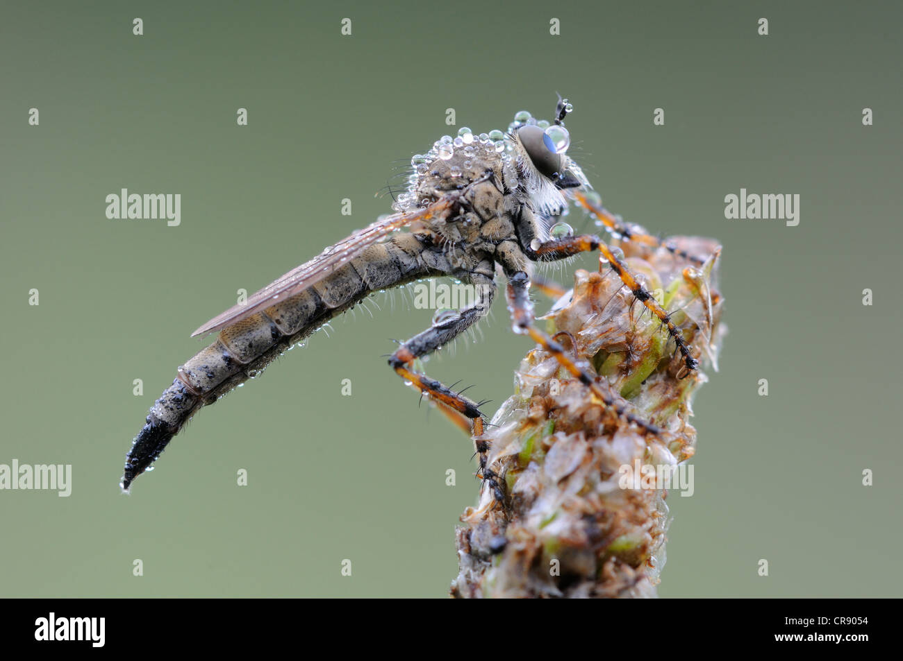 Ladrón de volar (Asilidae), Reserva de la Biosfera del Elba Medio, región central de Elba, en el Estado federado de Sajonia-Anhalt, Alemania, Europa Foto de stock