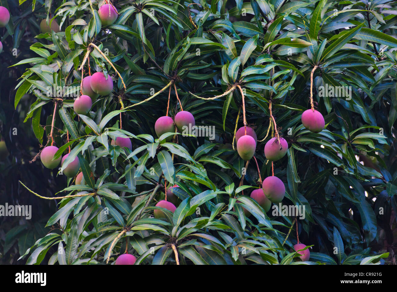 Árbol de mango, Honduras Fotografía de stock Alamy