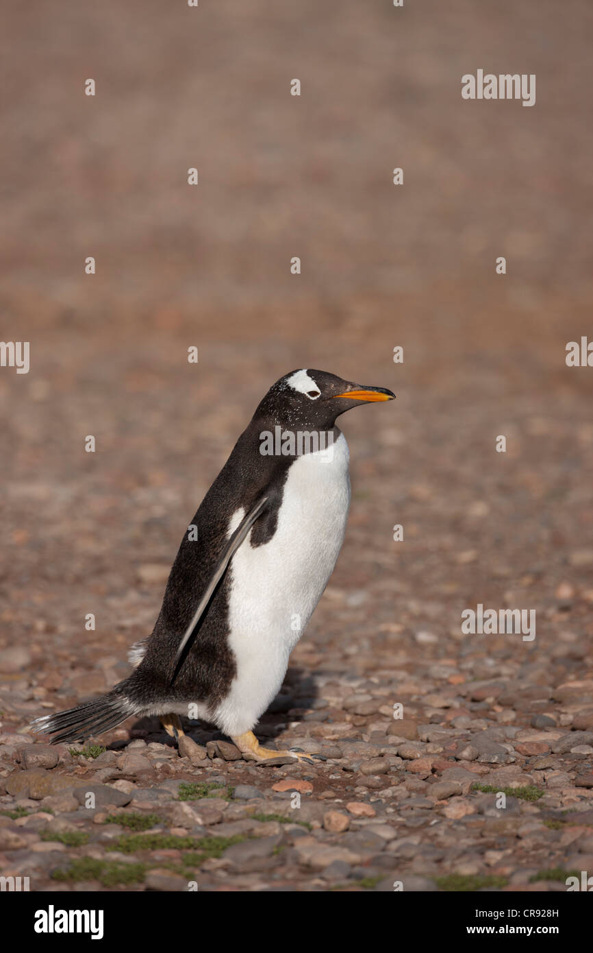 Pingüinos papúa (Pygoscelis papua) que se ejecutan a través de una autopista de pingüinos en Steeple Jason Island en las Malvinas. Foto de stock