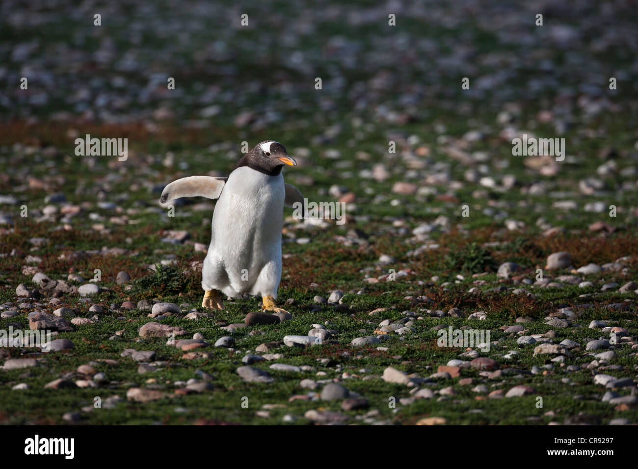 Pingüinos papúa (Pygoscelis papua) que se ejecutan a través de una autopista de pingüinos en Steeple Jason Island en las Malvinas. Foto de stock