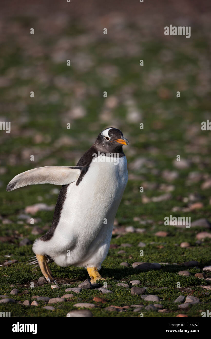 Pingüinos papúa (Pygoscelis papua) que se ejecutan a través de una autopista de pingüinos en Steeple Jason Island en las Malvinas. Foto de stock