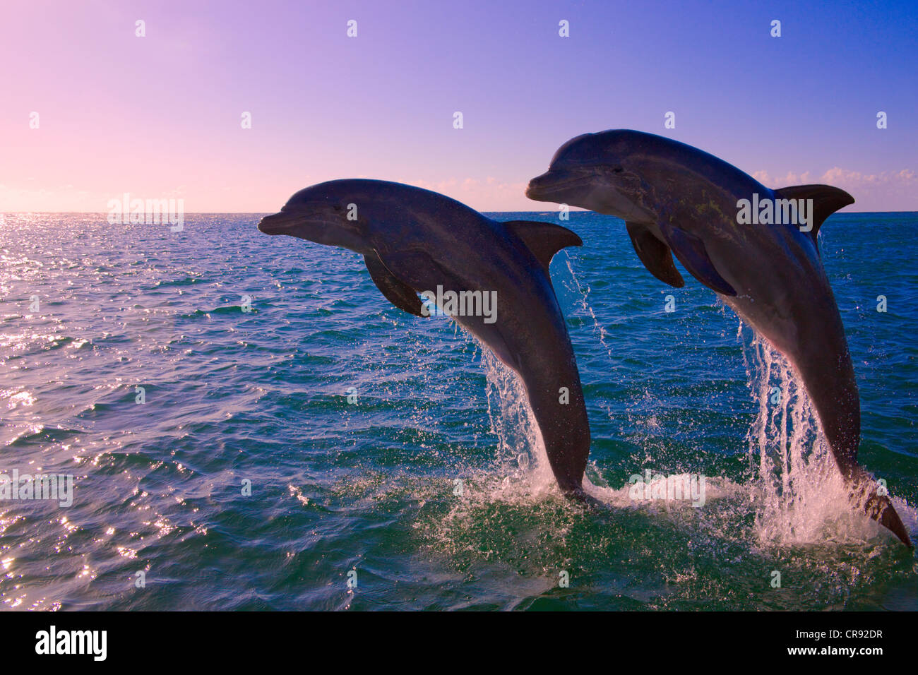 Delfines saltando del mar, la Isla de Roatan, Honduras Foto de stock