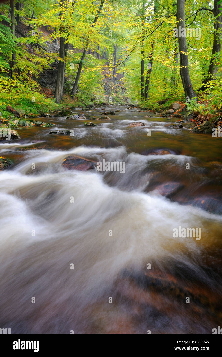 Ilse river en otoño cerca de Ilsenburg, Harz, Sajonia-Anhalt, Alemania, Europa Foto de stock