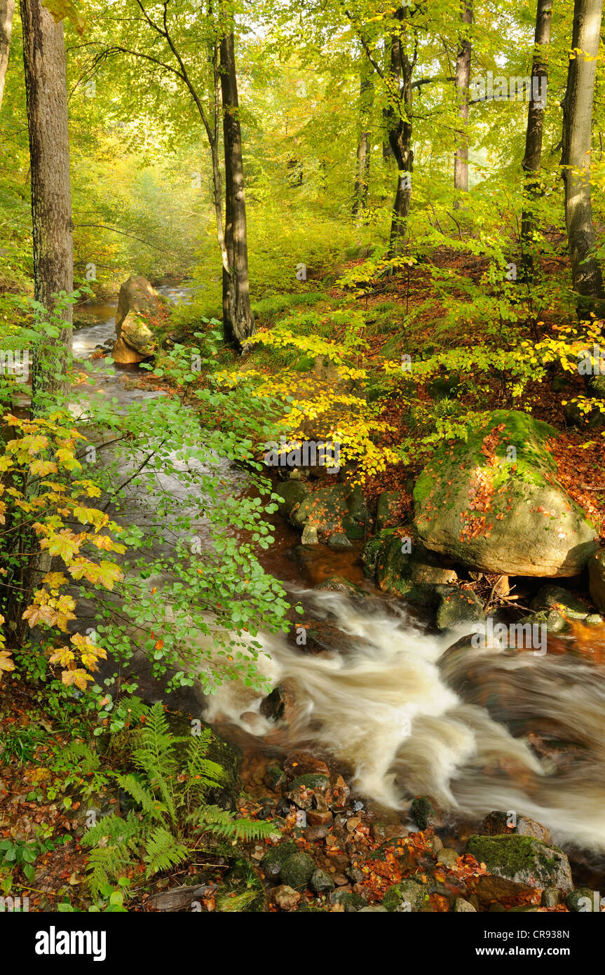Ilse arroyo de montaña en Ilsenburg, Sajonia-Anhalt, Alemania, Europa Foto de stock