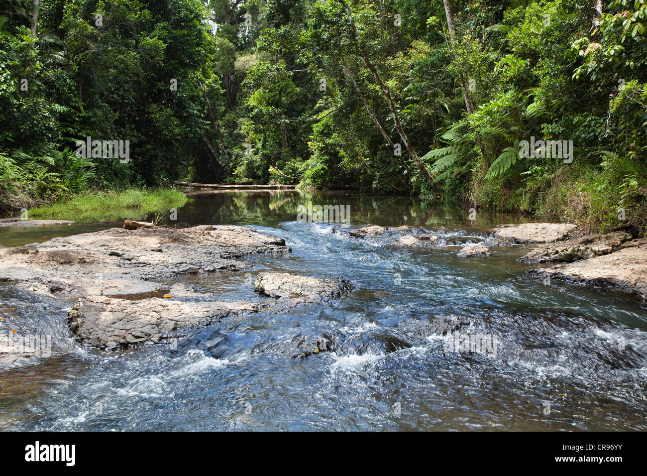 Gooligan Creek, el arroyo en una selva tropical, Woonooroonan National Park, Queensland, Australia Foto de stock