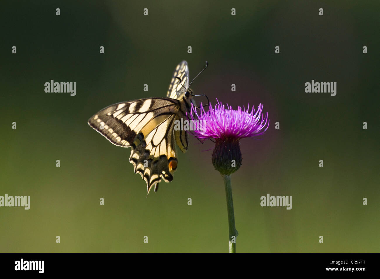 Swallowtail amarillo común (Papilio machaon) posado sobre una flor de cardo, la Alta Baviera, Baviera, Alemania, Europa Foto de stock
