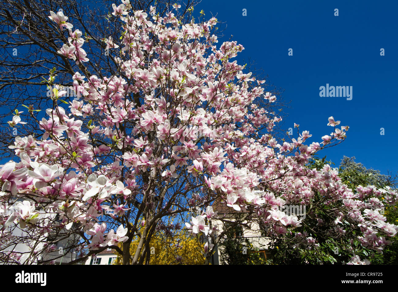 Blooming magnolios (Magnolia spec.) en un jardín, Baviera, Alemania, Europa Foto de stock