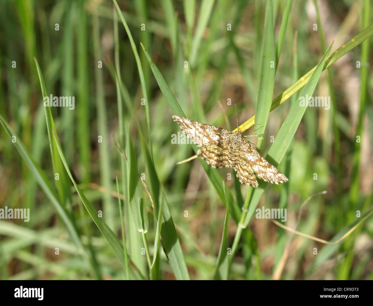 Mariposa insecto volador / / / Fluginsekt Schmetterling Foto de stock