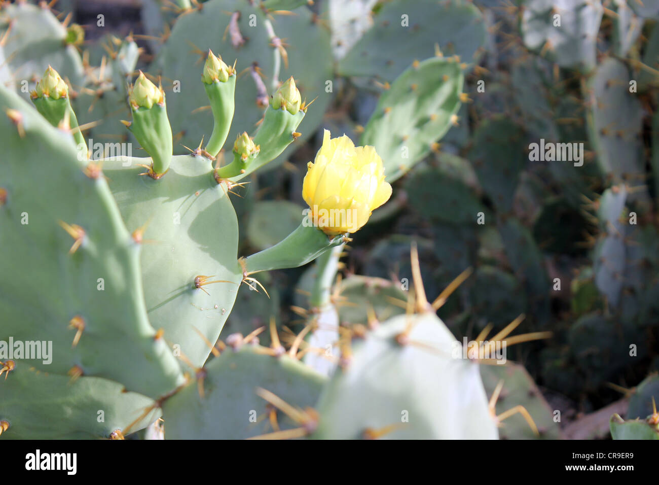 Muy espinoso cactus con capullos y flor amarilla Foto de stock