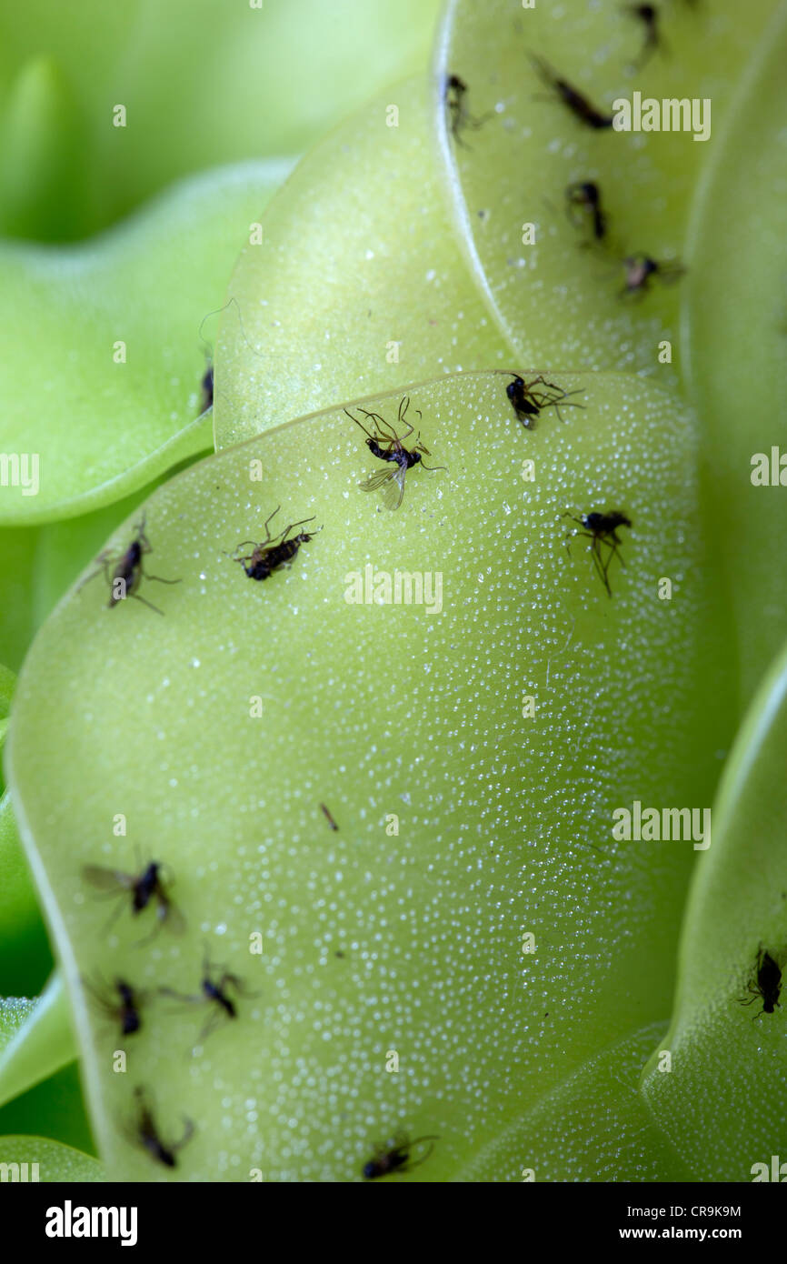 Cerca de moscas atrapadas en la planta carnívora pinguicula weser Foto de stock