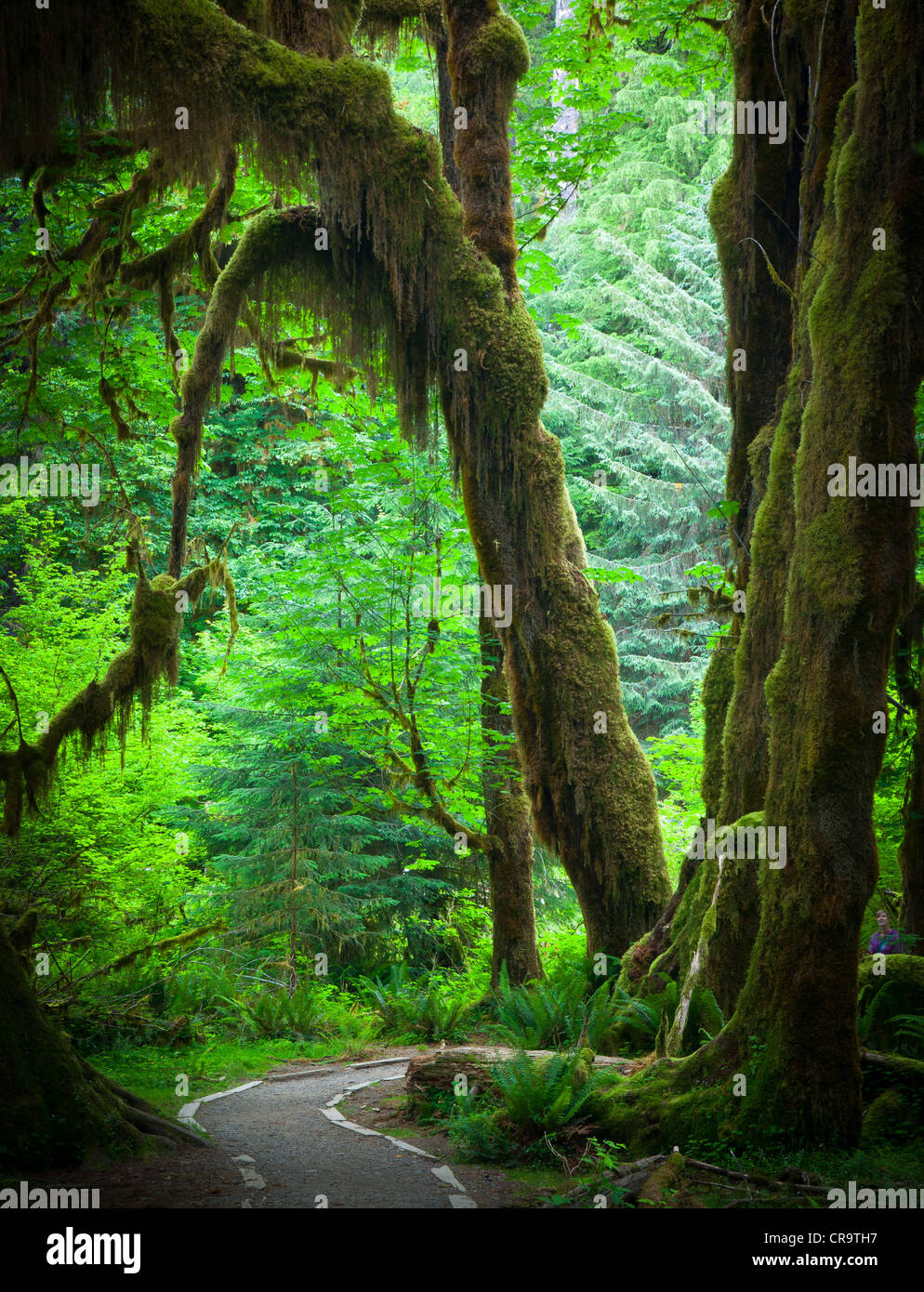 Hoh Rain Forest y el Hall de musgos senderos en el Parque Nacional Olímpico en la primavera Foto de stock