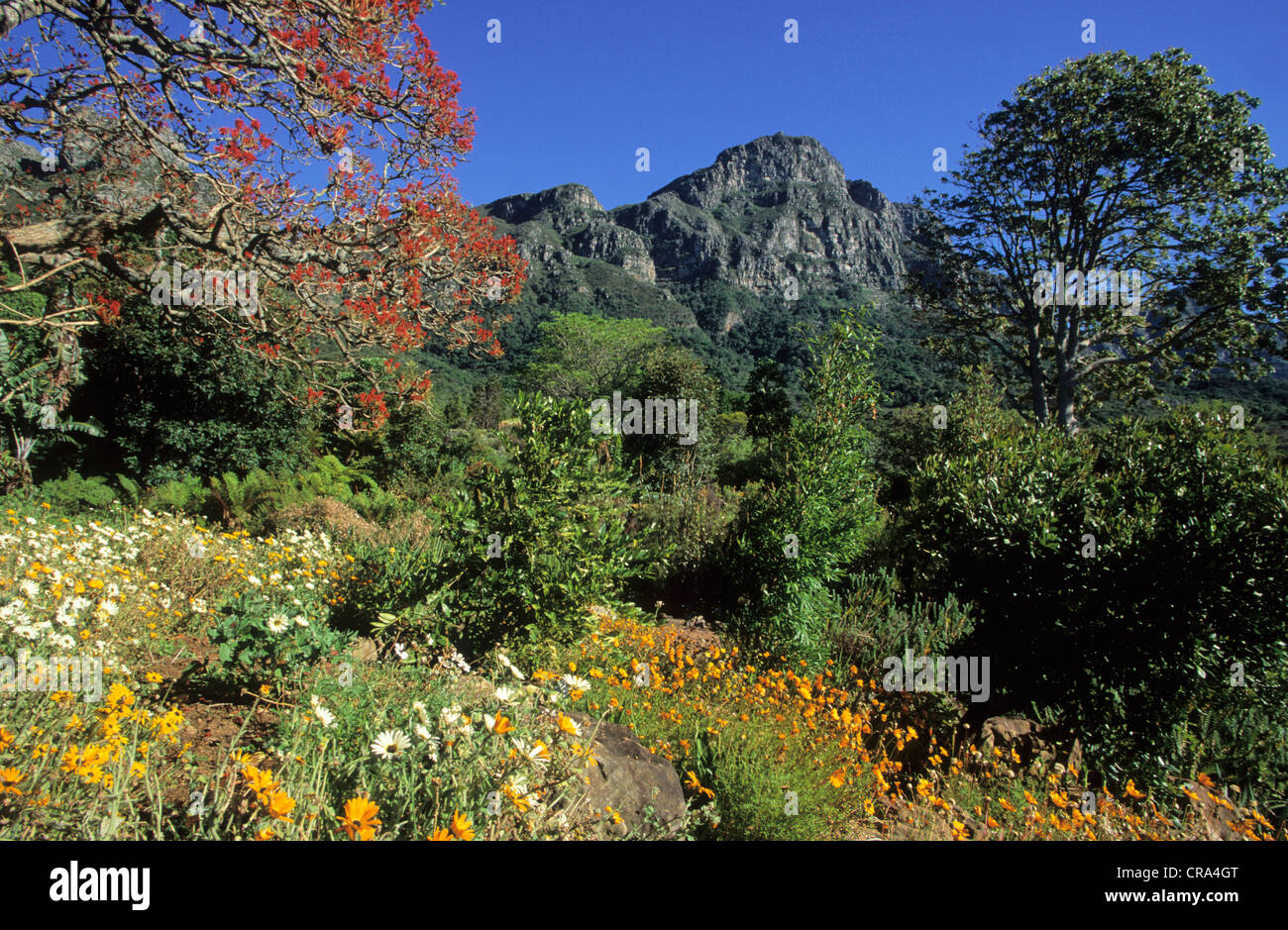 Table Mountain escena con vegetación de fynbos. gargens botánico Kirstenbosch, Cape Town, Sudáfrica Foto de stock