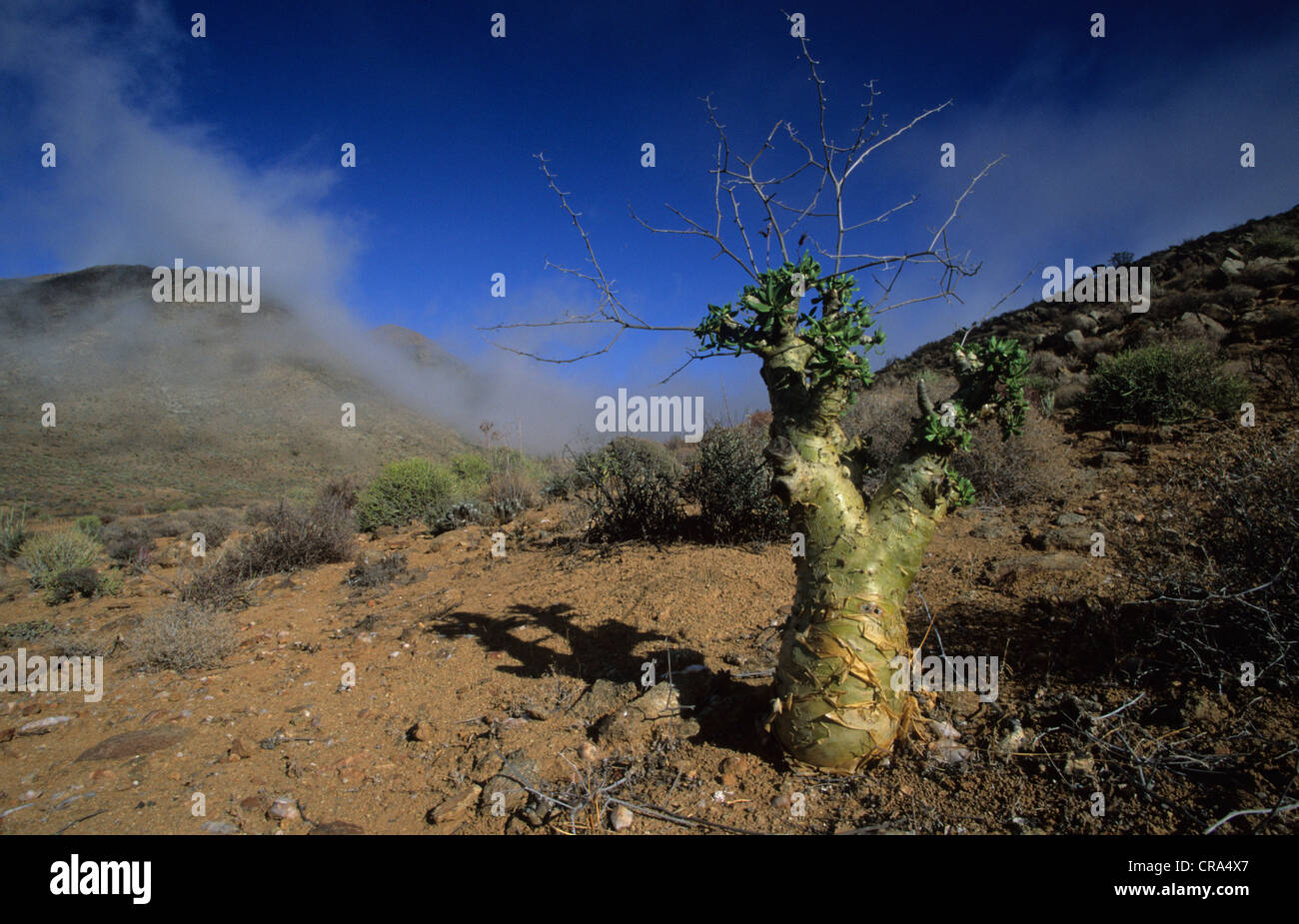 Flora del desierto fotografías e imágenes de alta resolución - Alamy Flora del desierto fotografías e imágenes de alta resolución - Alamy