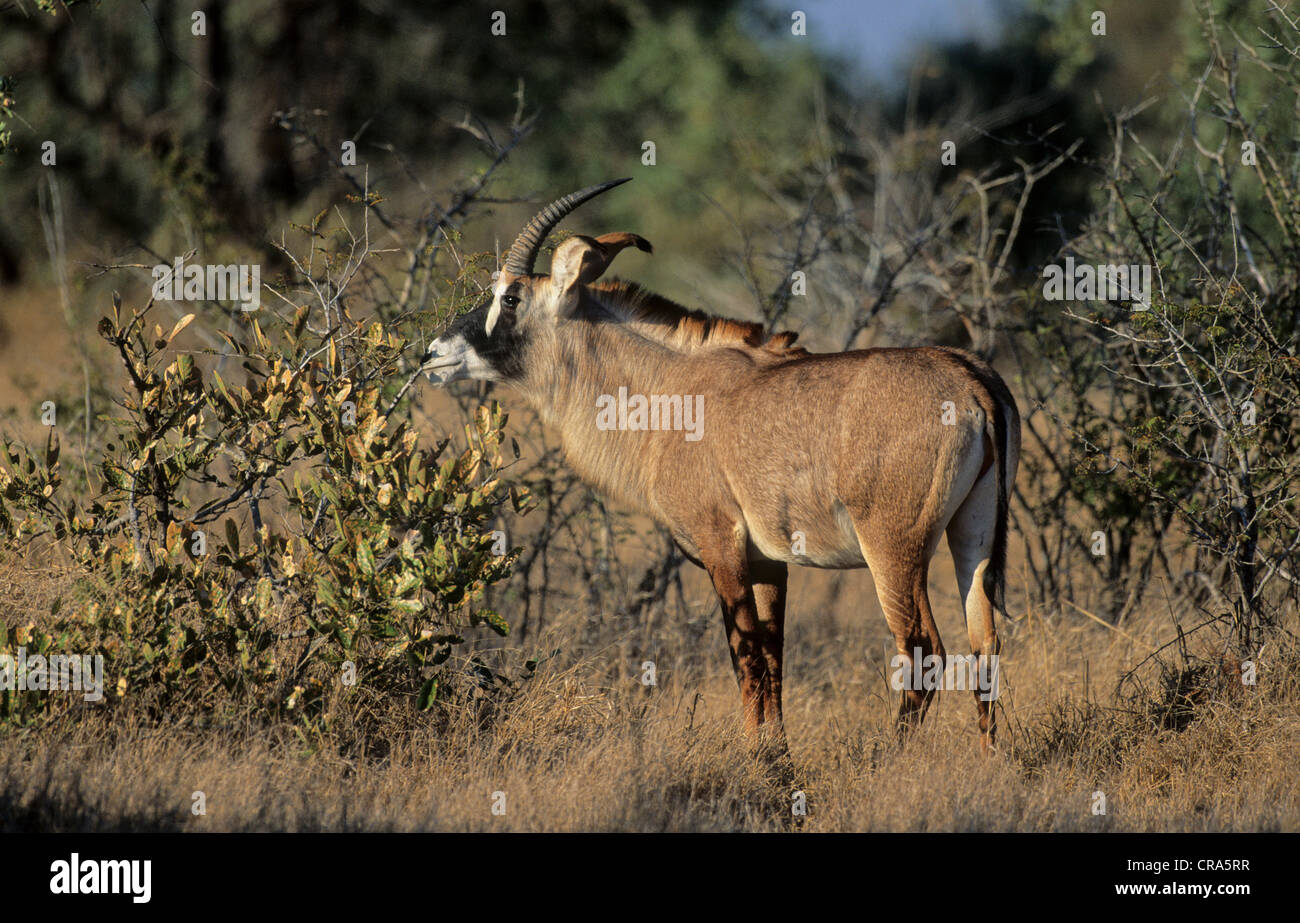 Antílope roano (hippotragus equinus), el parque nacional Kruger, Sudáfrica, África Foto de stock
