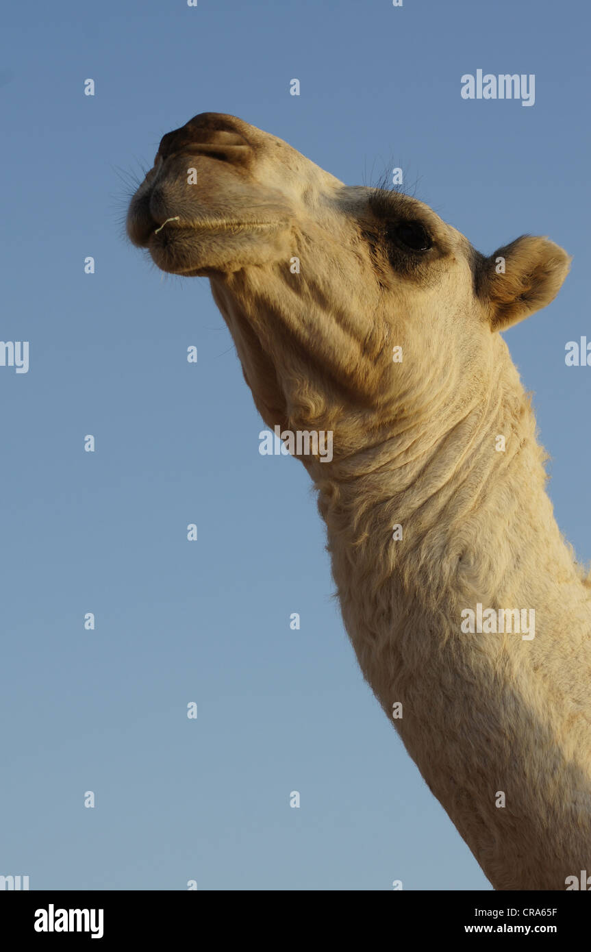 Vista de la cabeza y el cuello del camello con un fondo de cielo azul. Tomada en el desierto de arena roja, Riad, Reino de Arabia Saudita Foto de stock