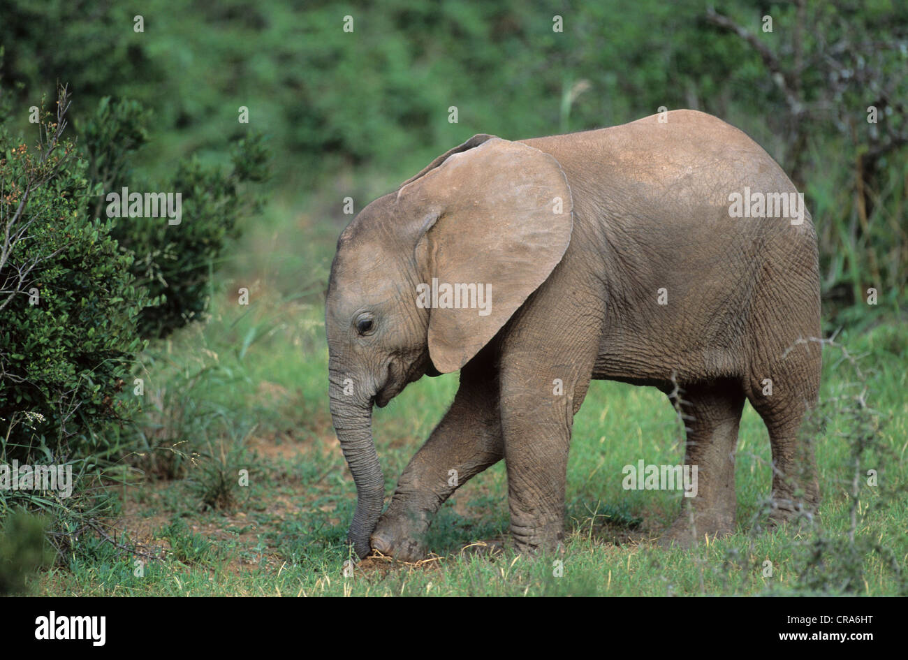 Elefante africano (loxodonta africana), el joven, el parque nacional de elefantes Addo, Sudáfrica, África Foto de stock