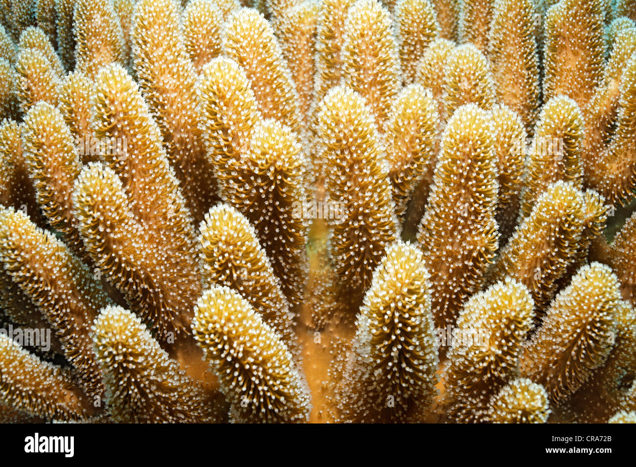 Cuero (Coral Cladiella sp.), el detalle, la Gran Barrera de Coral, Patrimonio de la Humanidad de la UNESCO, Cairns, Queensland, Australia, el Pacífico Foto de stock