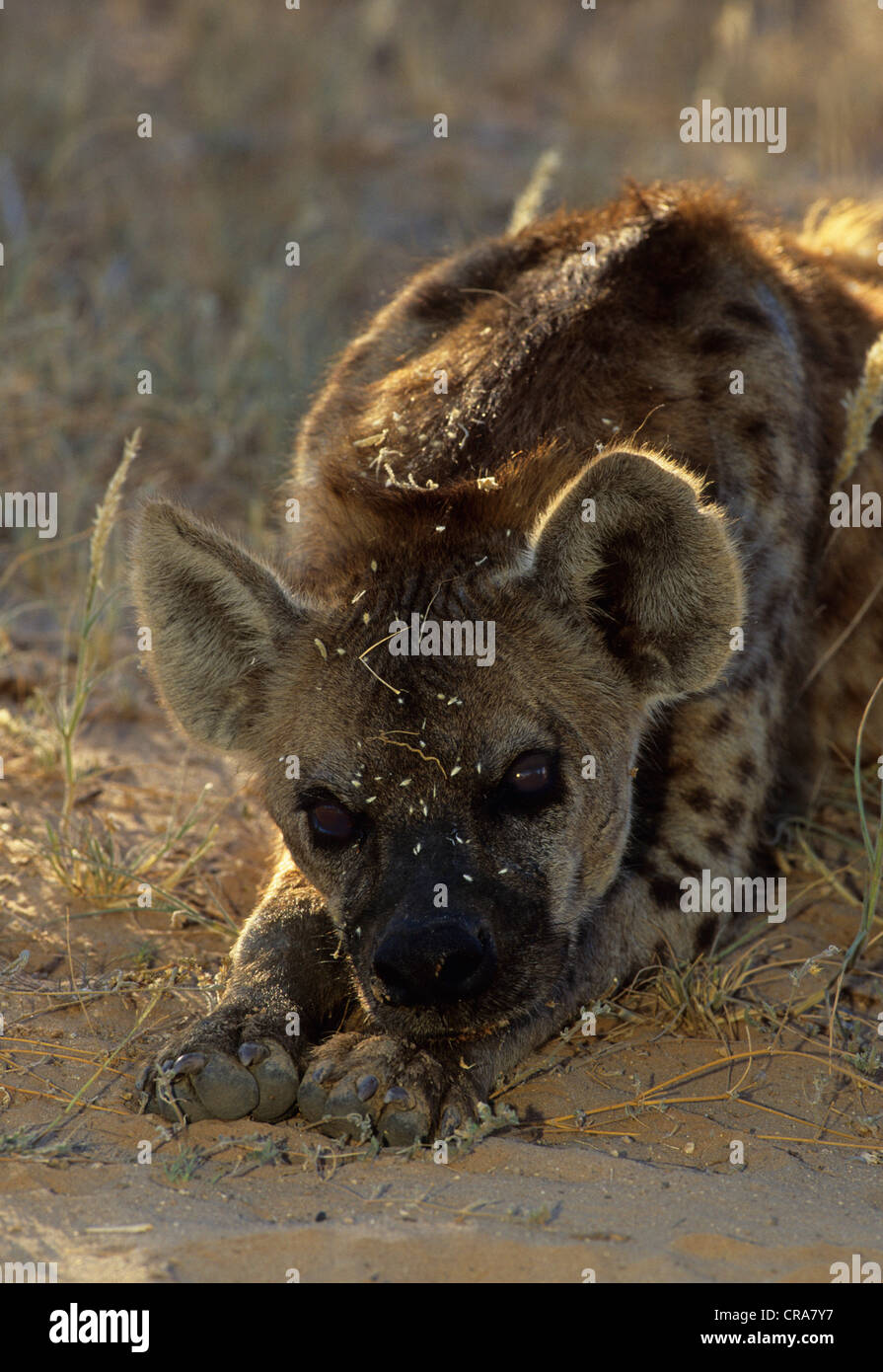 Hiena manchada (crocuta crocuta), el parque transfronterizo Kgalagadi, Africa del Sur, Africa kalahari Foto de stock